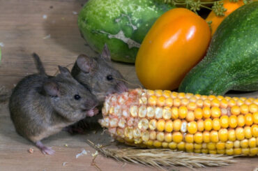 21 Natural Ways to Get Rid of Mice