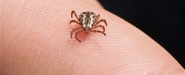 22 Natural Ways to Get Rid of Ticks in House and Yard