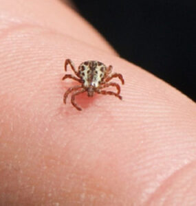 22 Natural Ways to Get Rid of Ticks in House and Yard