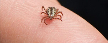 22 Natural Ways to Get Rid of Ticks in House and Yard