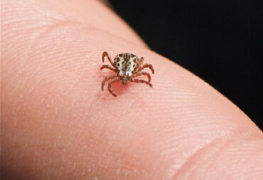22 Natural Ways to Get Rid of Ticks in House and Yard