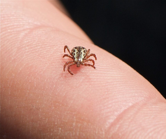 22 Natural Ways to Get Rid of Ticks in House and Yard