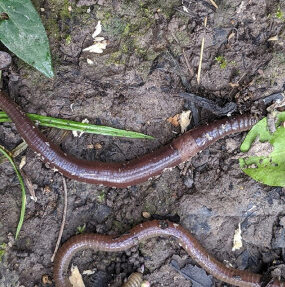 10 Bad Garden Worms & How to Get Rid of Them Naturally