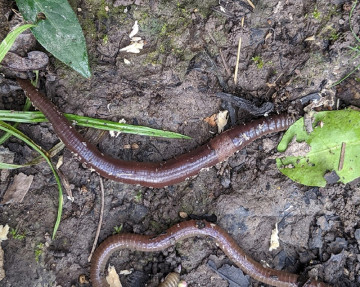 10 Bad Garden Worms & How to Get Rid of Them Naturally