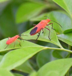 8 Natural Boxelder Bug Repellent Sprays