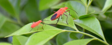 8 Natural Boxelder Bug Repellent Sprays