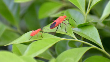 8 Natural Boxelder Bug Repellent Sprays