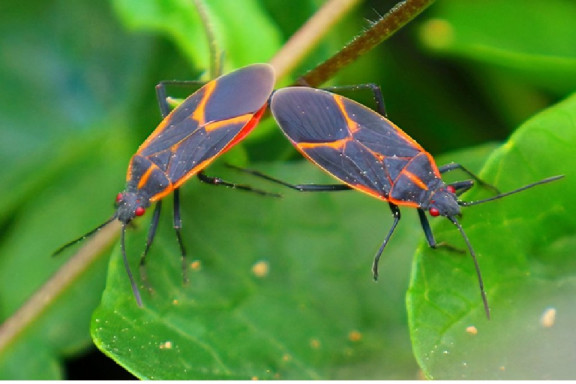 8 Natural Boxelder Bug Repellent Sprays