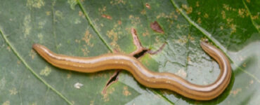 13 Natural Ways to Get Rid of Land Flatworms