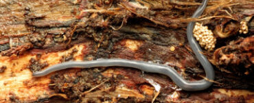 13 Natural Ways to Get Rid of Land Flatworms
