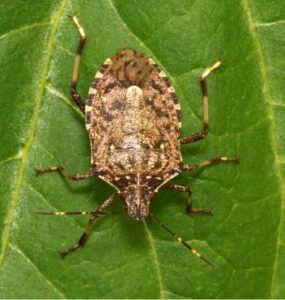 12 Natural Stink Bug Repellent Sprays