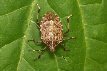 12 Natural Stink Bug Repellent Sprays