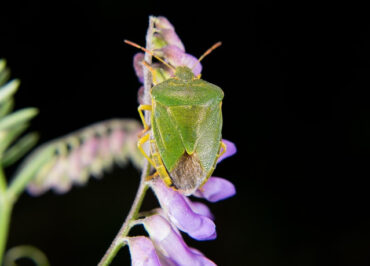 12 Natural Stink Bug Repellent Sprays