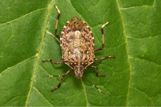 12 Natural Stink Bug Repellent Sprays
