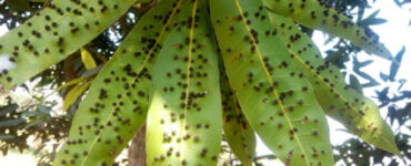 13 Natural Ways to Get Rid of Gall Midges