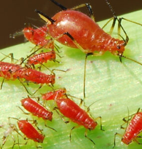 10 Natural Ways to Get Rid of Apple Aphids