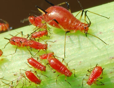 10 Natural Ways to Get Rid of Apple Aphids