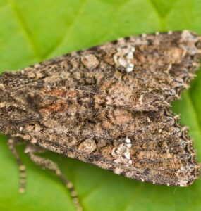 15 Natural Ways to Get Rid of Cabbage Moths