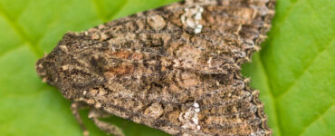 15 Natural Ways to Get Rid of Cabbage Moths