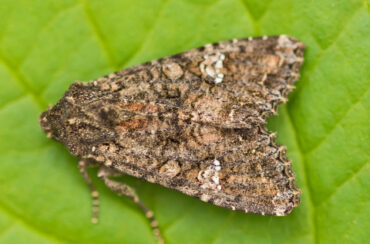 15 Natural Ways to Get Rid of Cabbage Moths