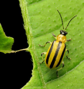 13 Natural Cucumber Beetle Repellent Sprays