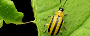 13 Natural Cucumber Beetle Repellent Sprays
