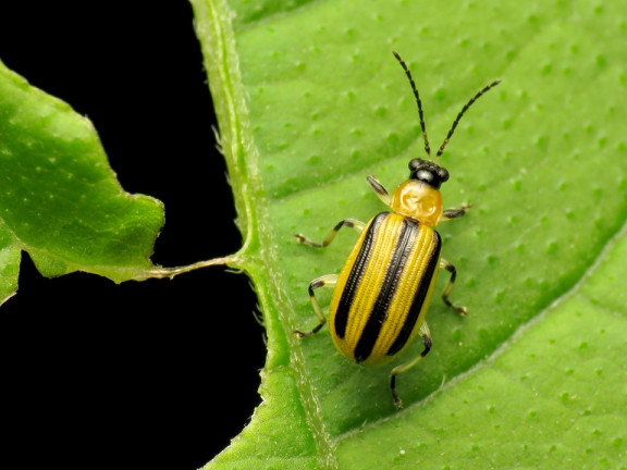 13 Natural Cucumber Beetle Repellent Sprays