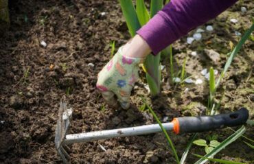 21 Home Remedies to Kill Weeds Naturally