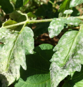 10 Homemade Powdery Mildew Sprays for Plants