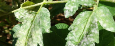 10 Homemade Powdery Mildew Sprays for Plants