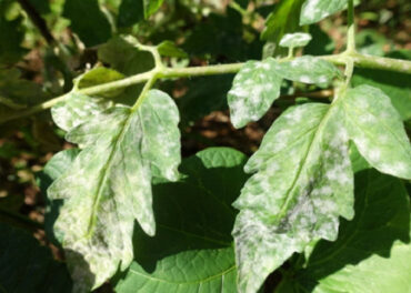 10 Homemade Powdery Mildew Sprays for Plants