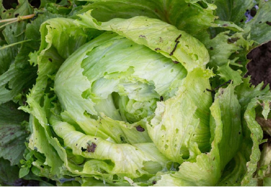 19 Natural Slugs and Snails Repellents for Plants