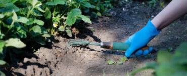 21 Home Remedies to Kill Weeds Naturally