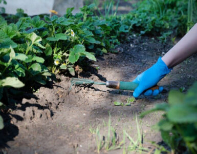 21 Home Remedies to Kill Weeds Naturally