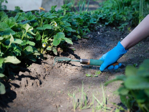 21 Home Remedies to Kill Weeds Naturally