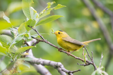 23 Birds That Eat Pests in the Garden + How to Attract Them