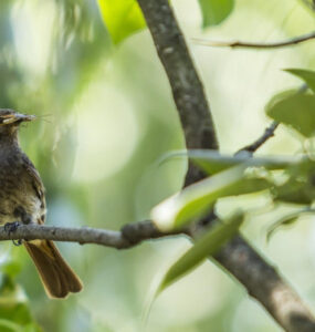 23 Birds That Eat Pests in the Garden + How to Attract Them