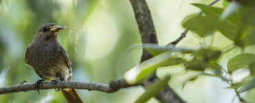 23 Birds That Eat Pests in the Garden + How to Attract Them