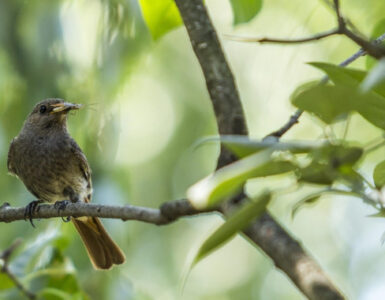 23 Birds That Eat Pests in the Garden + How to Attract Them