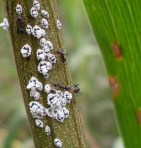 8 Homemade Mealybug Sprays