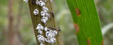 8 Homemade Mealybug Sprays