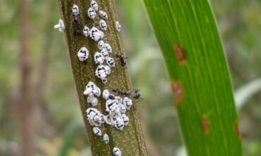 8 Homemade Mealybug Sprays