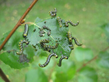 7 Homemade Sawfly Sprays