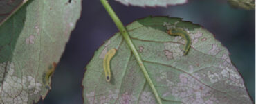 7 Homemade Sawfly Sprays