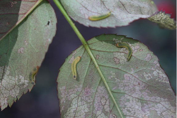 7 Homemade Sawfly Sprays