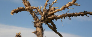 11 Natural Ways to Get Rid of Clubroot Disease