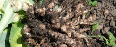 11 Natural Ways to Get Rid of Clubroot Disease