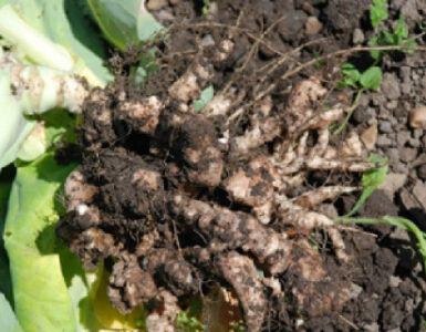 11 Natural Ways to Get Rid of Clubroot Disease
