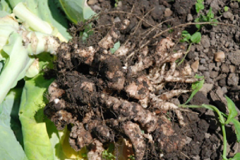 11 Natural Ways to Get Rid of Clubroot Disease
