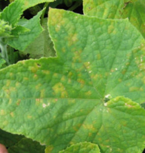 15 Natural Ways to Get Rid of Downy Mildew on Plants